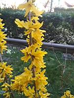 Forsythia pleureur (Grenoble, 2019-03)(3)